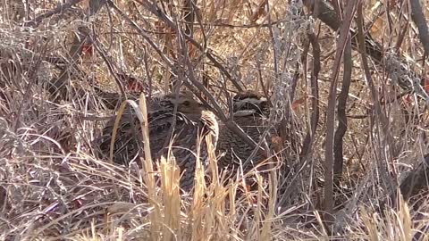 Fall Bobwhites