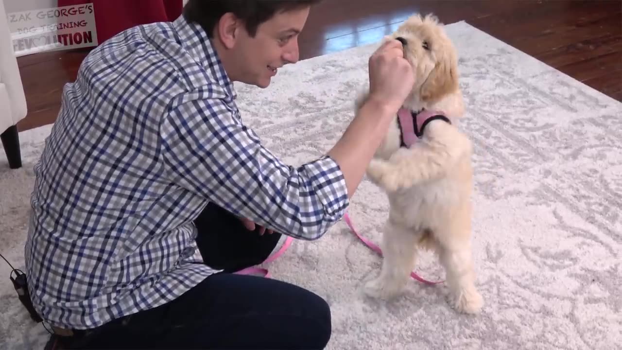 How to Teach your Puppy to Sit and Stay