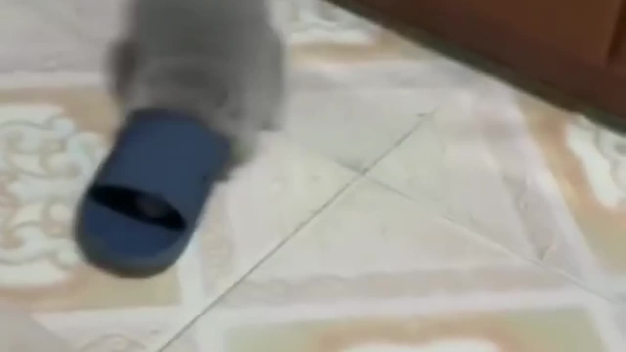 Funny Cat laughing Jumping video