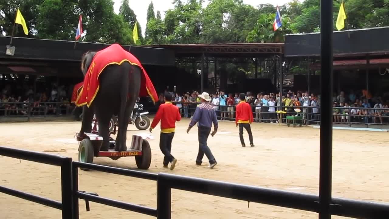 IOI 2011 - The Elephant Show - Riding the Bicycle