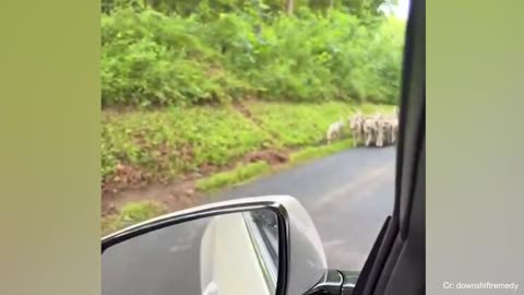 Funny dogs and cats video 2023