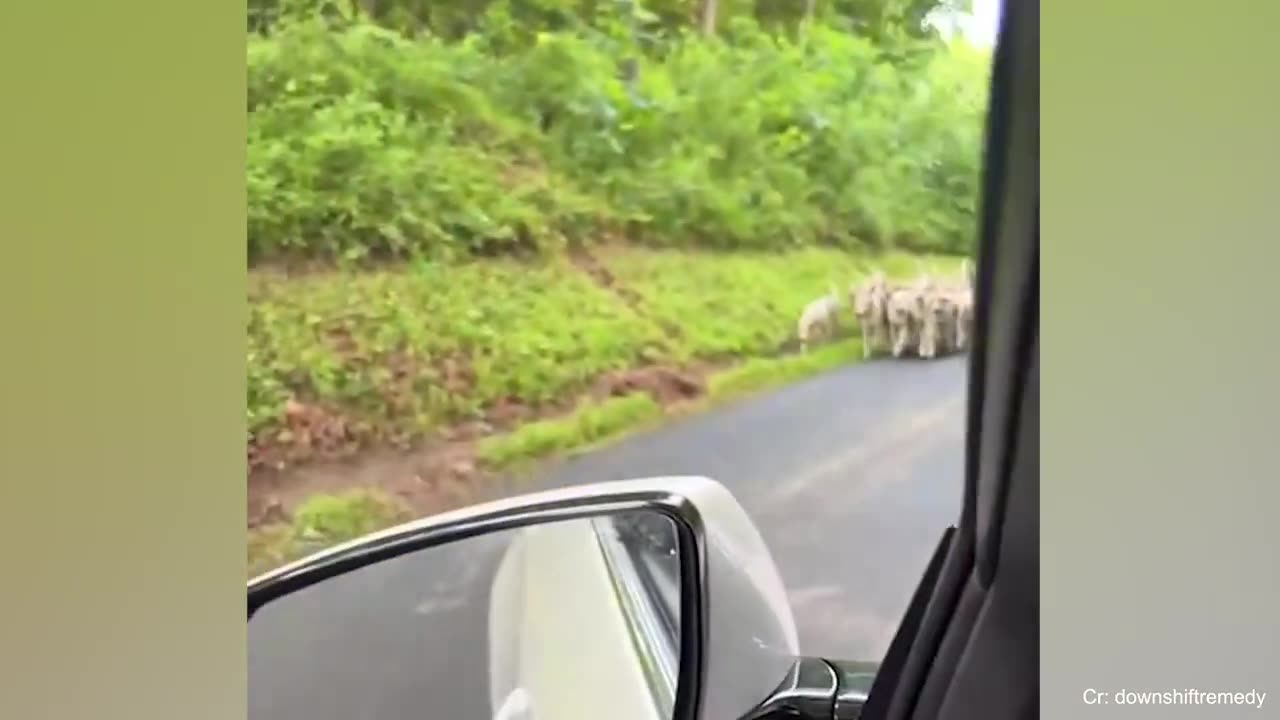 Funny dogs and cats video 2023