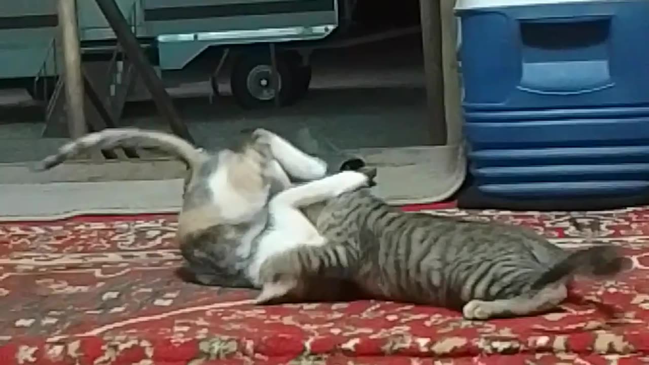 Cat Fight Brother Sister