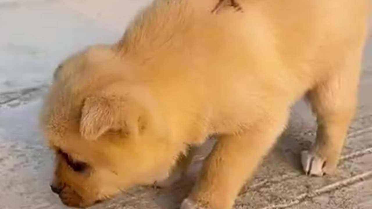 Animals Doing Things - Funny Animal Videos 🐶🐶 #funnyanimals #animalvideos