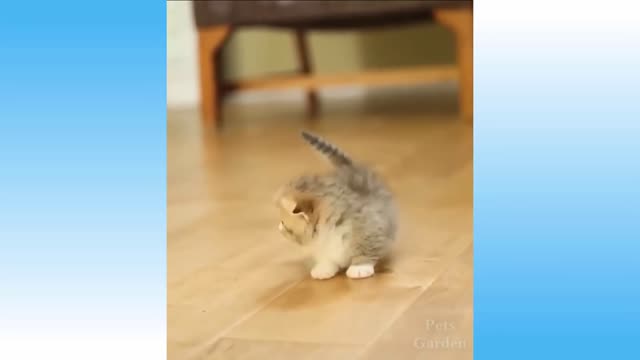 Funny and Cute Cat's Life 👯😺