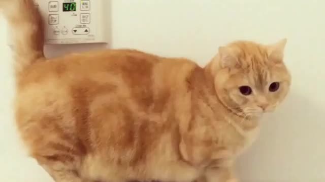 love cat