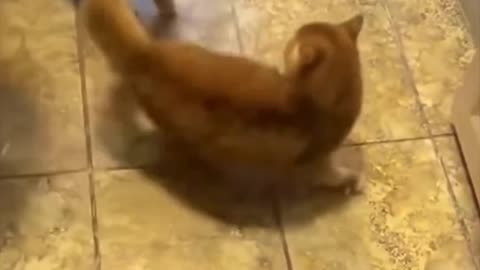 Catboxing match