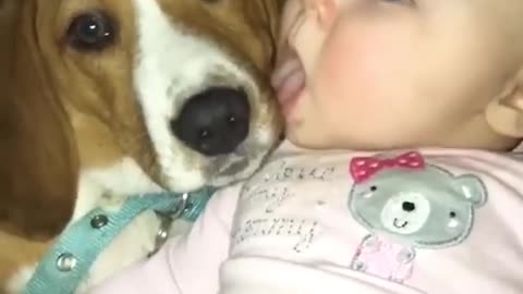 Cute baby and dog lick each other in the mouth