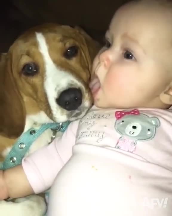 Cute baby and dog lick each other in the mouth