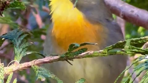 Chinese Nightingale amazing song and sounds - aviary birds