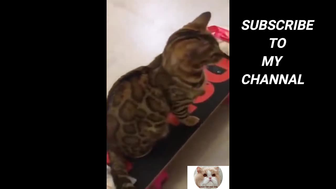Funny cat and dog home #183 Funny Animal Reaction Funny and Cute Cat's Life