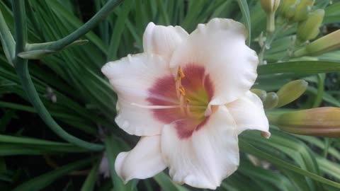 White-Eyed Daylily