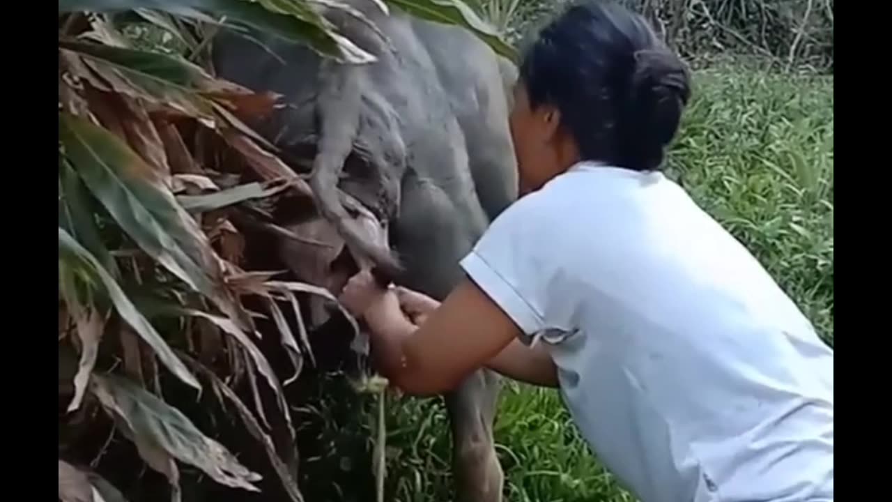helping a cow that is about to give birth