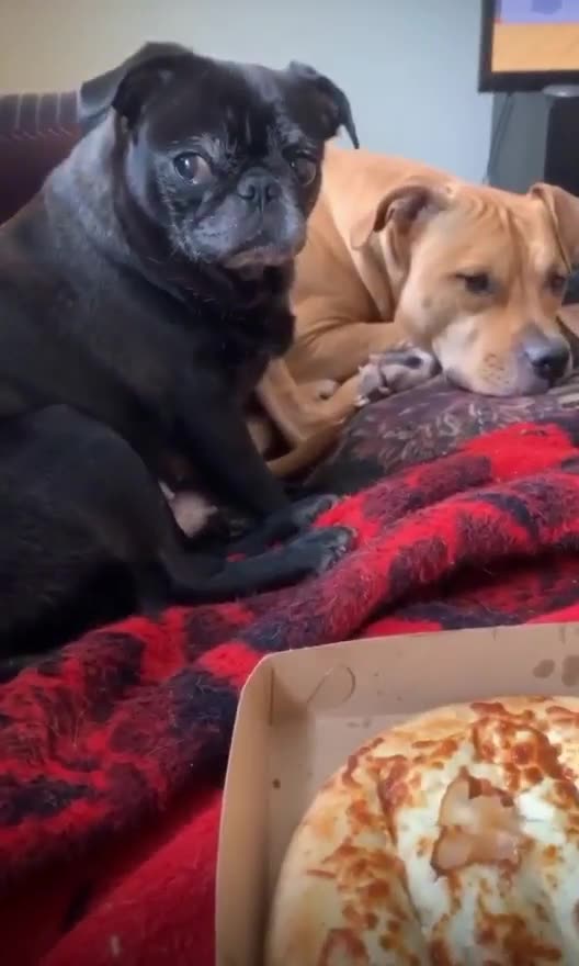 dogs waiting for pizza