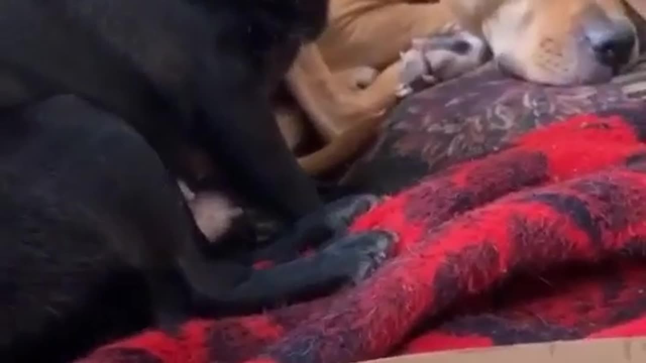 dogs waiting for pizza