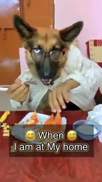 Super Funny Dog Video ll Dog Funny Viral Video