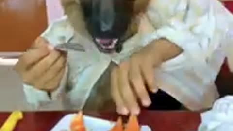 Super Funny Dog Video ll Dog Funny Viral Video