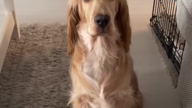 Golden retriever was very naughty when he was a child, he grew up very calm