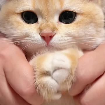 #cat #kitten funny 🤣🤣🤣🤣