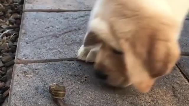 funny dogs with humans 2022