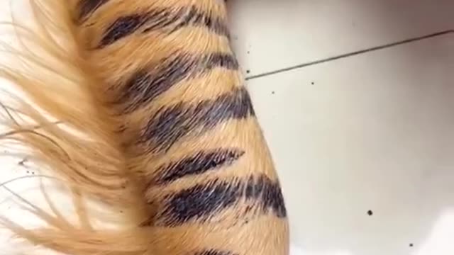 I am a tiger,don’t think I’m a dog