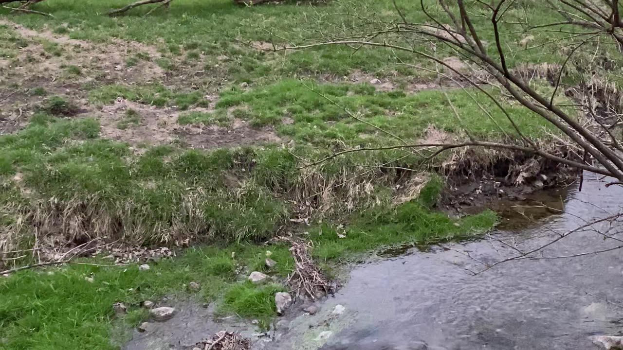 A Stream in a Pasture