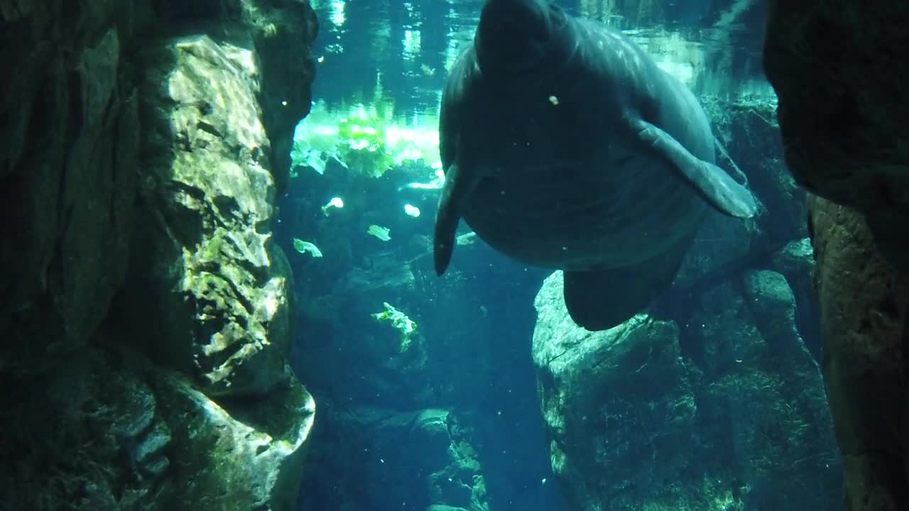 Manatee Ocean Animal Aquarium Museum Nature