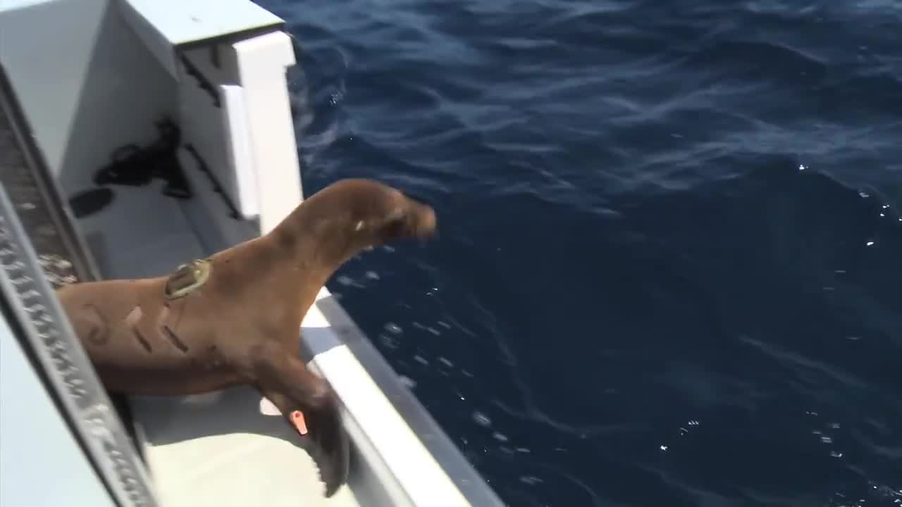 Sensor installation for seal