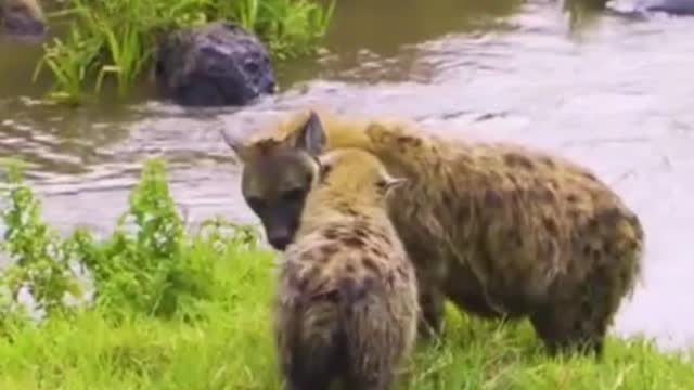 African Wildlife: Hyenas