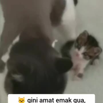 Mother Cat Teaches How to Clean Up Poop