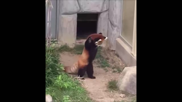 Most Adorable Red Panda Happily Playing