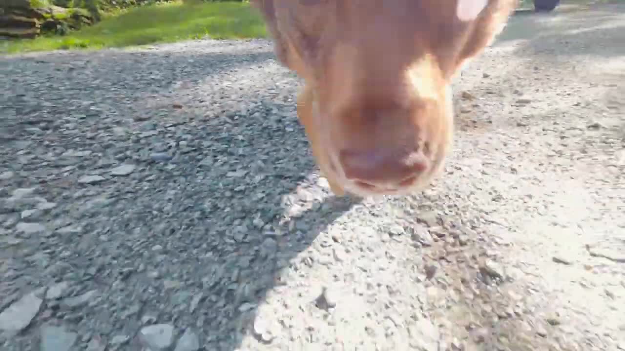 Riverside Camping with my Dog and Old Truck-8