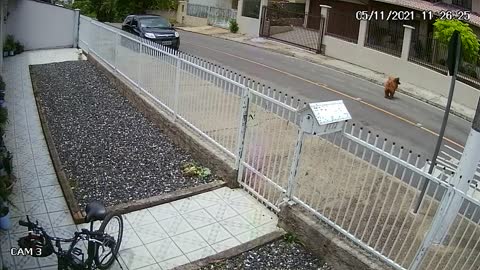 Dogs Go Back to Barking Through Fence After Opening Gate