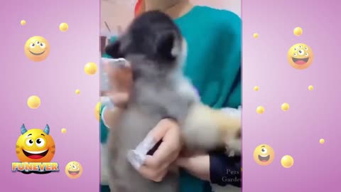 TRY NOT TO LAUGH 🤣 ☆FUNNY VIDEO OF THE YEAR!