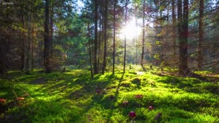 Relaxing Piano and Guitar Music in the forest