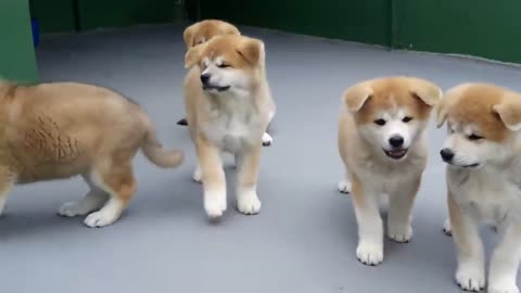 FILHOTES DE AKITA INU_2