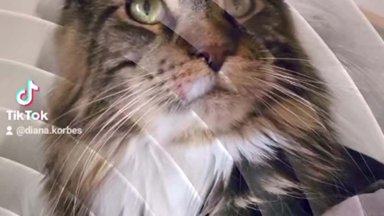 Just my cats