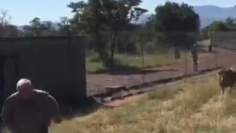 Learn your place!….🦁