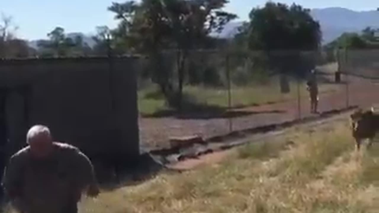 Learn your place!….🦁