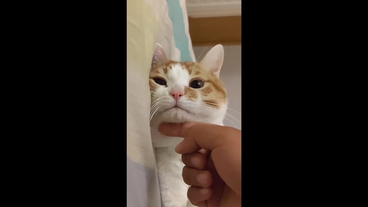 cute cat