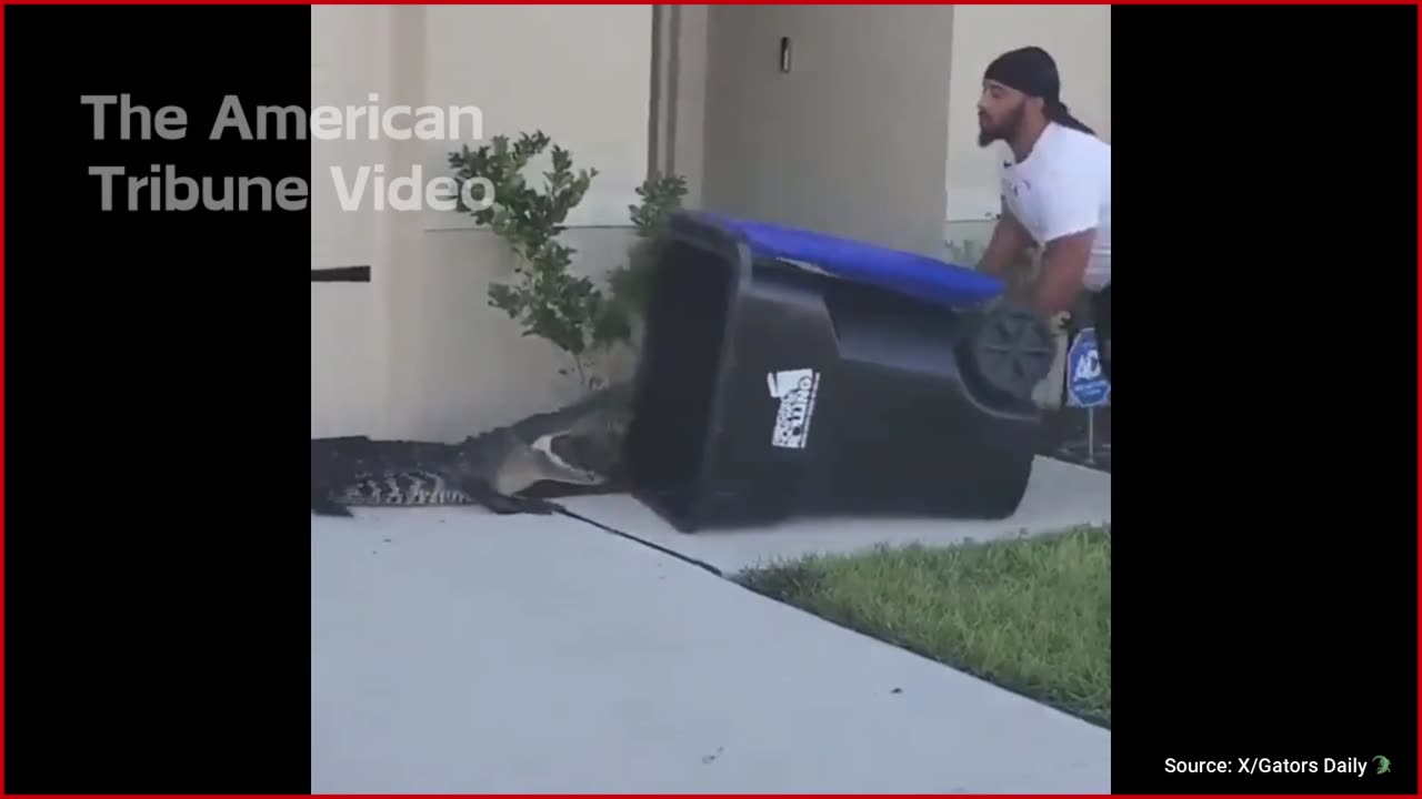 WATCH: Brave Florida Citizen Confronts Alligator with Trash Can, Wins