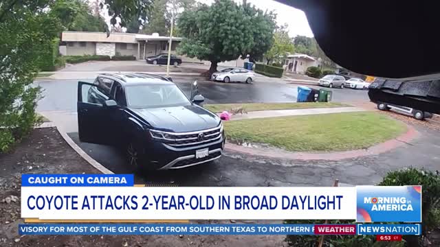 Coyote attacks 2-year-old in broad daylight Morning in America