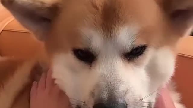 Funny Dog Captions for Christmas On Rumble