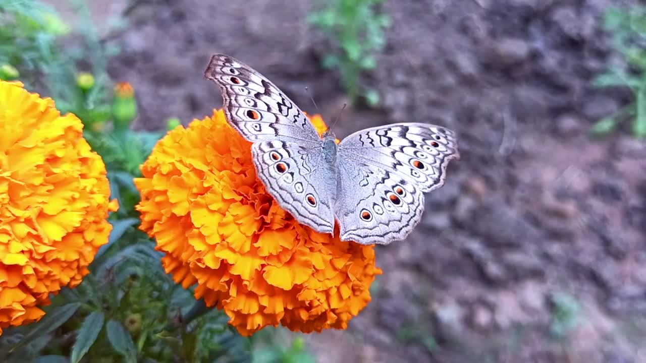 Butterfly Wings Insect Animal Flower Garden