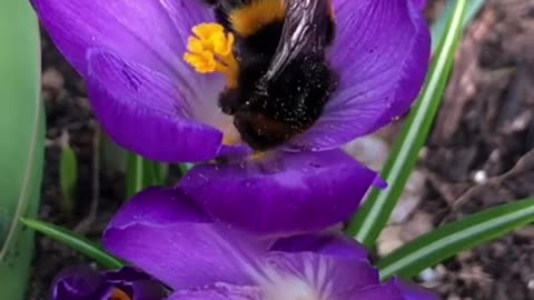 Sweet Bee 🐝 emerges from winter & feeds on a purple crocus ❤️💜♥️