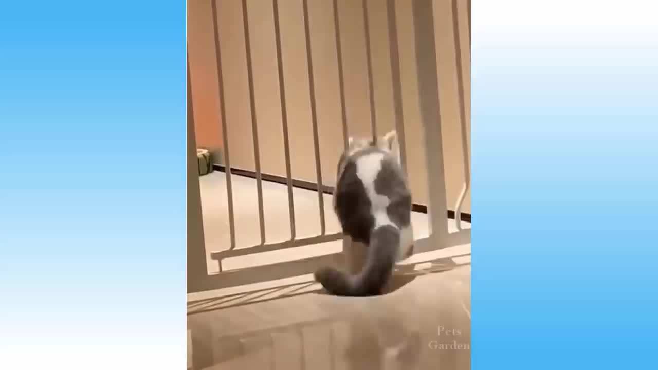 Funny cat videos