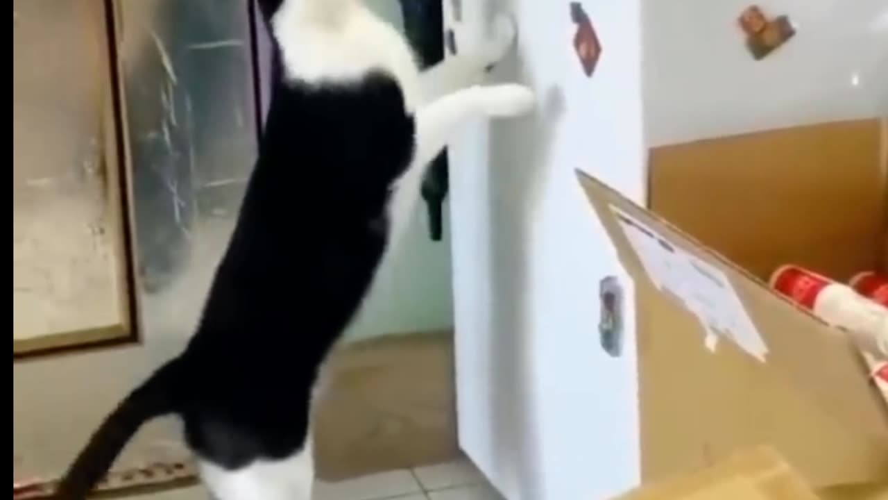 😹Funny Cats Won't Let You Down🥰 | Animals LOL Moments #funnyanimals #funnycats #shorts