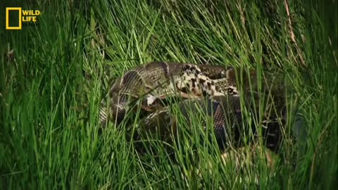 Snake Ambushing Prey