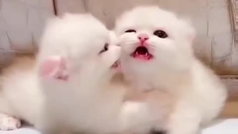 Cute and small cats