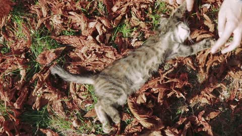 Female hand playing with a kitten in the park in autumn. Slow motion, top view